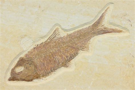 Wyoming State Fossil - Fossil Fish (Knightia) - FossilEra.com