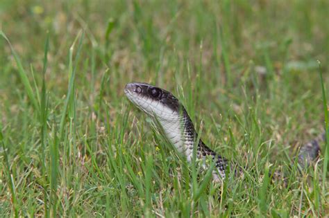 Texas Rat Snake — Regents Nature Guide