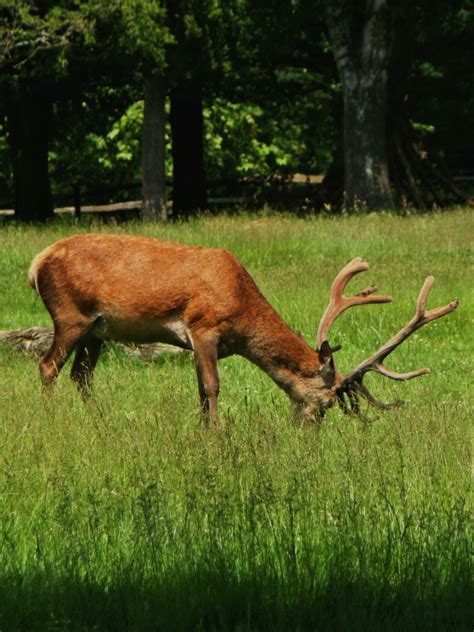 Photographs — Richmond Park — Deer — 8 June 2018 — 4 — wasaweb.net