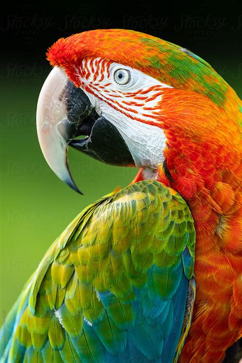 Pet macaw Images - Search Images on Everypixel