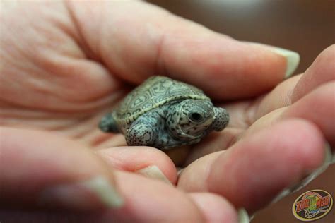 Adorable Baby Diamondback Terrapin Turtles Hatching