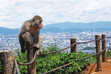 Meet with wild monkeys at Arashiyama Monkey Park in Kyoto! | tsunagu Japan