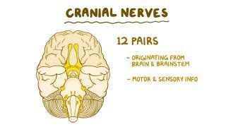 Bulbar Palsy: What Is It, Causes, Diagnosis, Treatments, and More | Osmosis