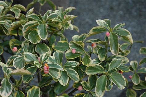 Euonymus – Canadale Gold (Various Sizes) - Jerry's Landscape Nursery