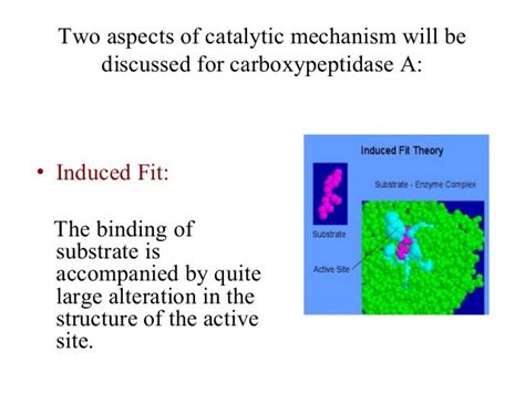 6 carboxypeptidase mechanism