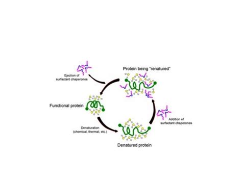 Chaperone Proteins