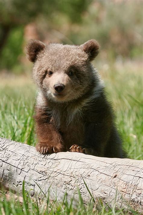 Cute Baby Brown Bears