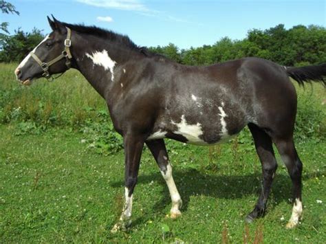 Piebald - Wikihorses