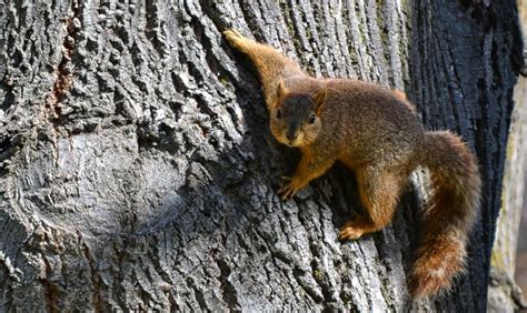 Squirrel Baby Season on Now! Things You Need to Know About Baby Squirrels - Halton Wildlife Services