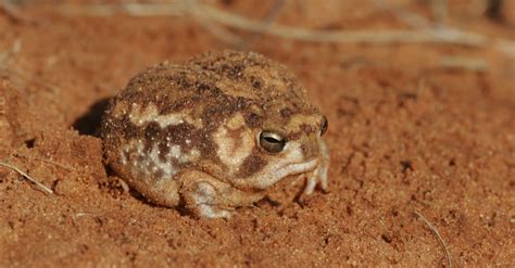 Desert Rain Frog - A-Z Animals