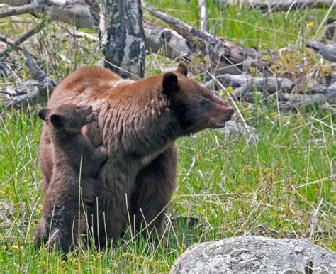 Pin by Dave on Animals of Rocky Mountain National Park | Rocky mountain ...