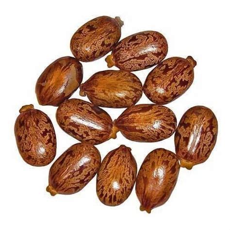 Castor Seed at Rs 40/kilogram | Castor Seeds in Ratlam | ID: 16693348388