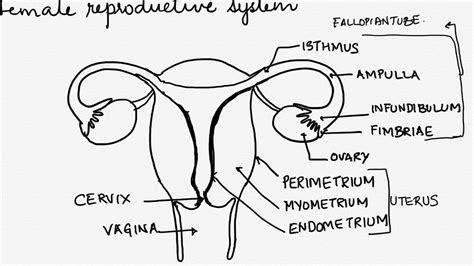 Female Reproductive System Drawing Labeled