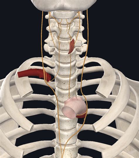 Laryngeal Nerves Diagram | Quizlet