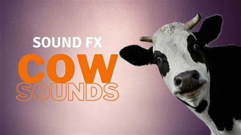 COW SOUNDS | Sound Effects [High Quality] - YouTube