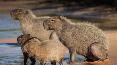 Capybara Wallpapers - Wallpaper Cave