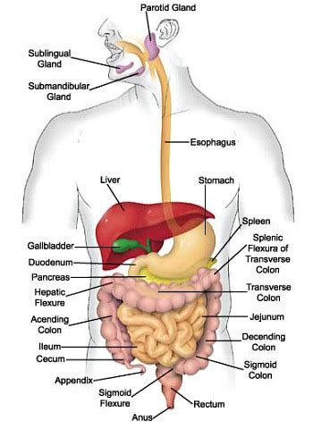 Right Upper Quadrant of the Abdomen |Boundaries, Organs And Causes of Pain