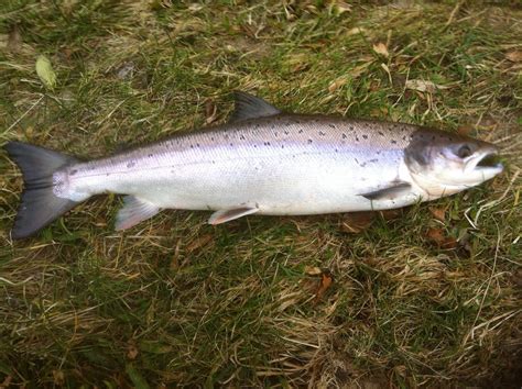 Salmon Fishing Scotland.: Salmon Fishing Scotland Catching Spring Salmon from the Lower Tay ...