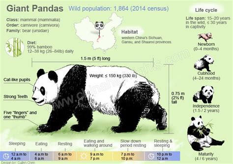 Cuddly Giants: 10 Interesting Facts About Pandas - Technoroll