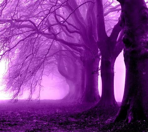 Purple Forest Wallpapers - 4k, HD Purple Forest Backgrounds on WallpaperBat