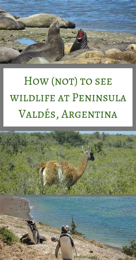 How (not) to see wildlife at Peninsula Valdés | South america travel ...