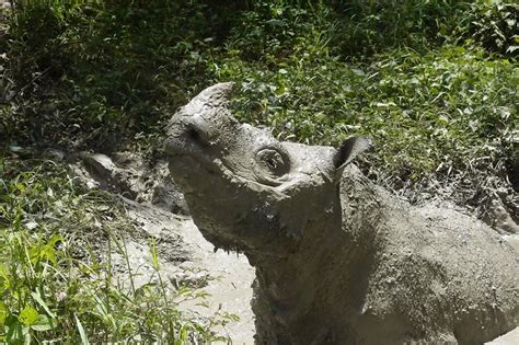 Malaysia's last male Sumatran rhino dies in captivity | ABS-CBN News