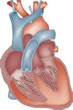 Left Ventricular Hypertrophy | Australia| PDF | PPT| Case Reports | Symptoms | Treatment