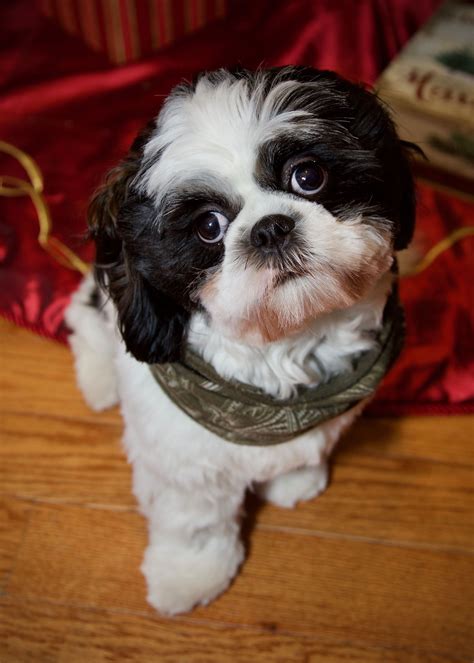 I love my black and white Shih Tzu #shihtzu | Cute puppies, Cute dogs ...