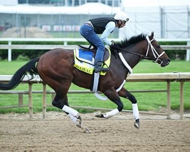 Haikal - Horse Profile - BloodHorse