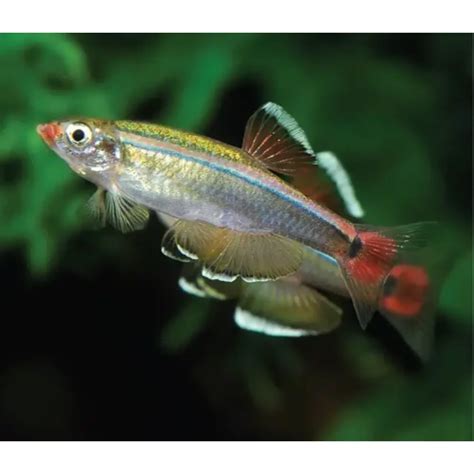 Mountain Minnow | Each – Pet Kadai – Online aquarium Store