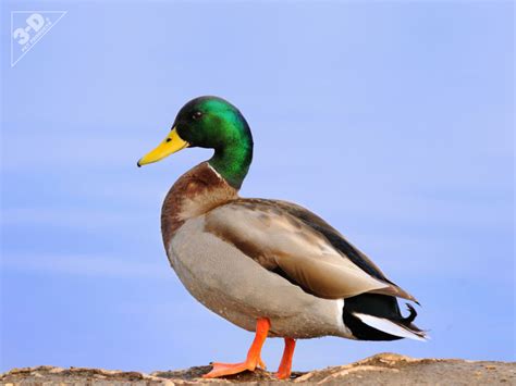 Mallard Duck - Animal Adaptations