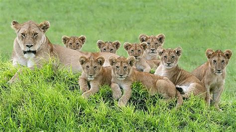 Lioness And Her 8 Cubs Pose For The Most Loving Family Portrait You ...