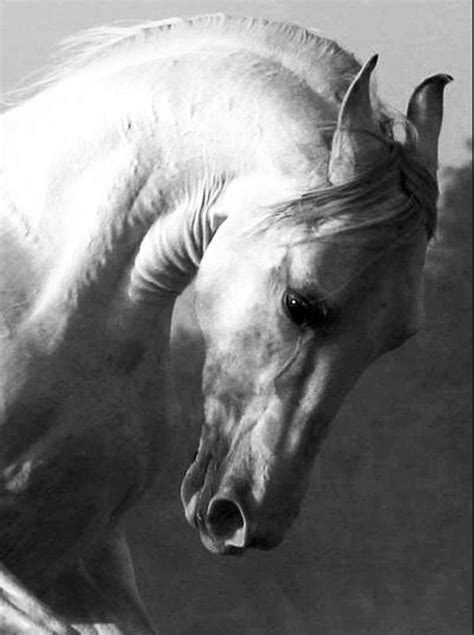 .Strength and beauty Most Beautiful Animals, Beautiful Horses, Beautiful Creatures, Horse Photos ...