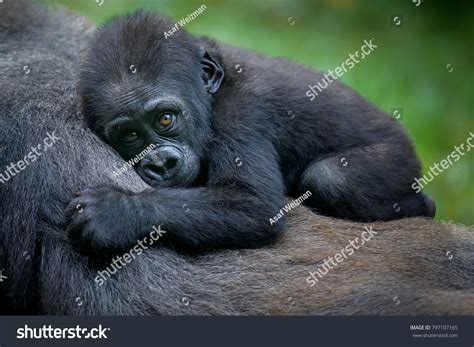 Gorilla Baby Stock Photo 797107165 | Shutterstock