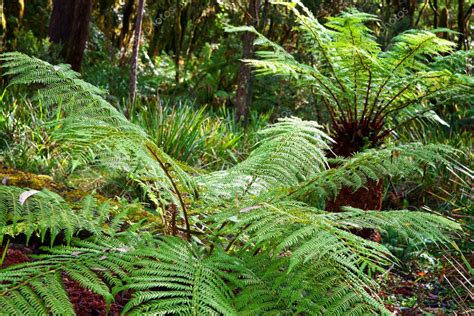 Ferns in the rainforest Stock Photo by ©clearviewstock 9271068