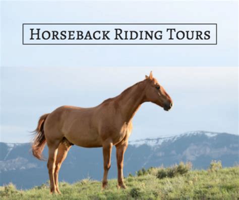 Enjoy These Horseback Riding Tours