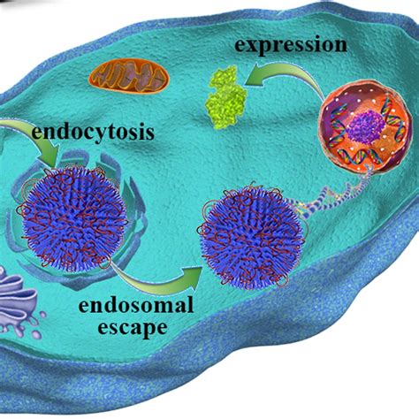 Plasmid DNA delivery: nanotopography matters - Australian National Fabrication Facility ...