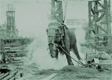 The electrocution of Topsy the Elephant – History of Sorts