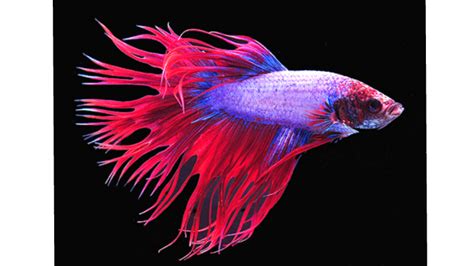 The Betta fish was first discovered in southeast Asia ! by Hope Bruce