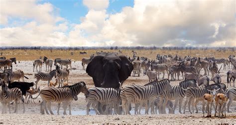 From savannah to jungle: The 12 best national parks in Africa | Rhino ...