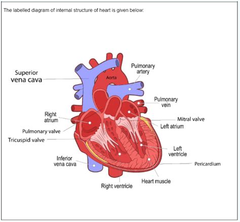 Heart Diagram Labeled