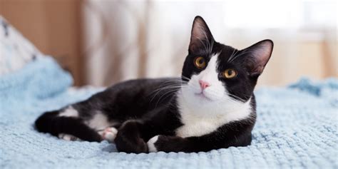 250 Most Popular Tuxedo Cat Names In 2024 - Cats.com