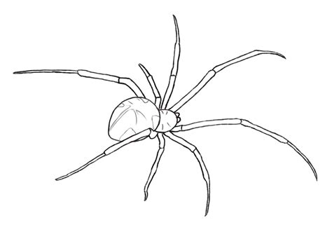 How To Draw A Spider - Draw Central