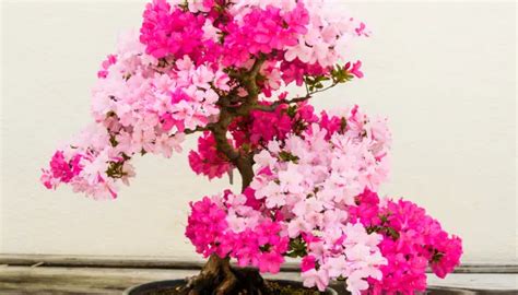 Flowering Indoor Bonsai Trees: A Guide to Cultivation and Care