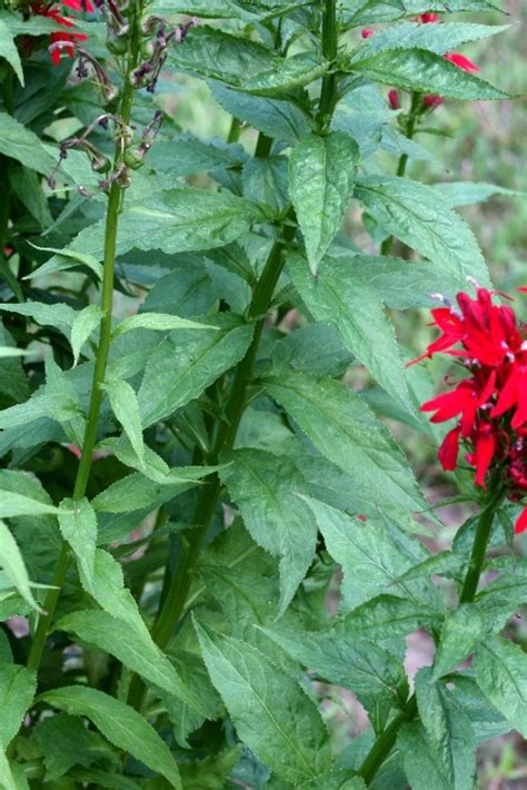 Lobelia cardinalis (cardinal-flower, red lobelia): Go Botany