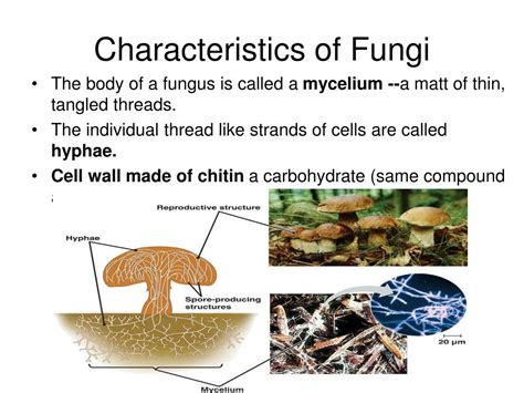 PPT - Kingdom Fungi PowerPoint Presentation, free download - ID:4111868