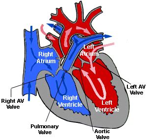 Atrioventricular Valve Function