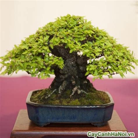 Cây Bonsai là gì?