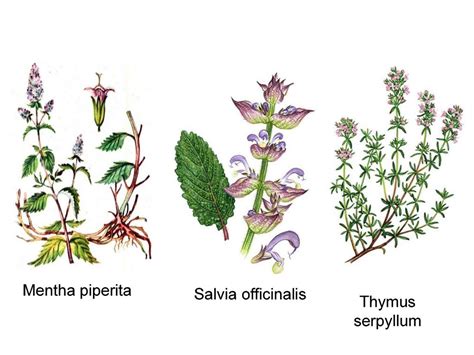 Characteristic of families Lamiaceae and Asteraceae, typical species and practical uses - online ...