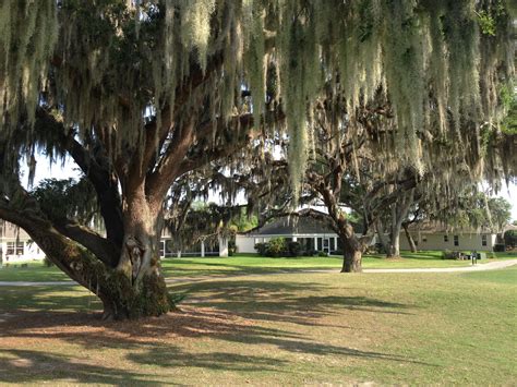 Spanish Moss | The villages florida, Spanish moss, Tree